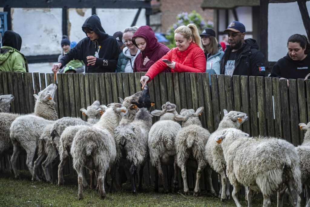 Dzieci i dorośli stoją i karmią owce przez drewniane ogrodzenie zagrody (kliknięcie powiększy zdjęcie).