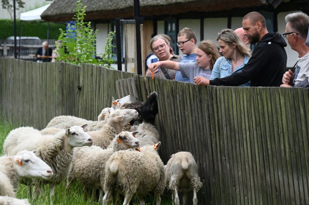 Zwiedzający, w tym dorośli i dzieci, stojący przy ogrodzeniu i oglądający owce podczas jarmarku w skansenie (kliknięcie powiększy zdjęcie).