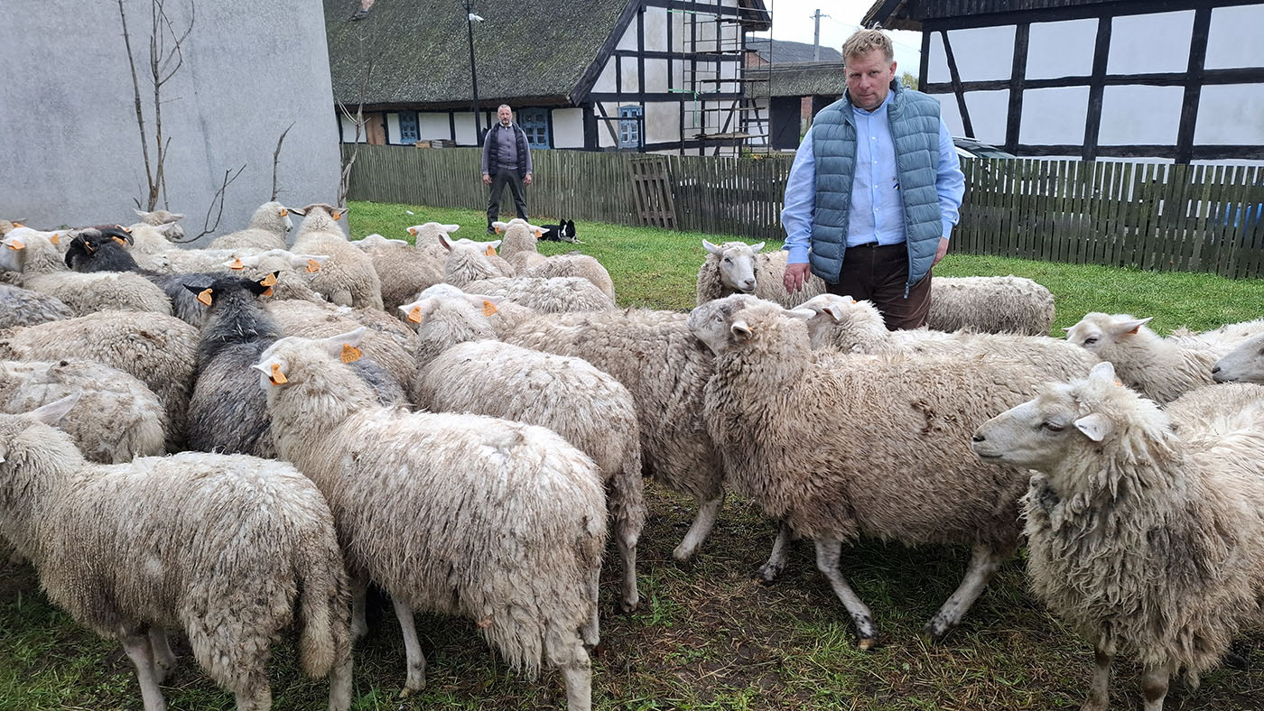 Stado owiec zgromadzonych na trawiastym podwórzu zagrody. Pośród zwierząt stoi mężczyzna w kamizelce, w tle widoczne są zabudowania o konstrukcji szachulcowej oraz ogrodzenie.