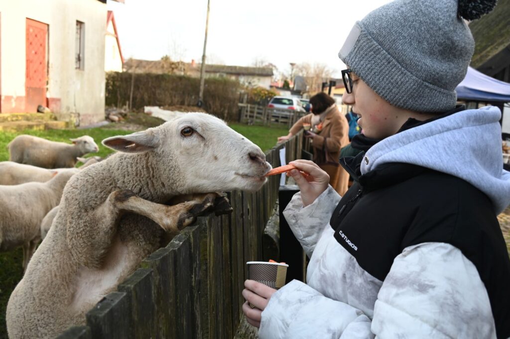 Dziecko karmi owcę marchewką przez drewniane ogrodzenie podczas atrakcji plenerowej na jarmarku (kliknięcie powiększy zdjęcie).